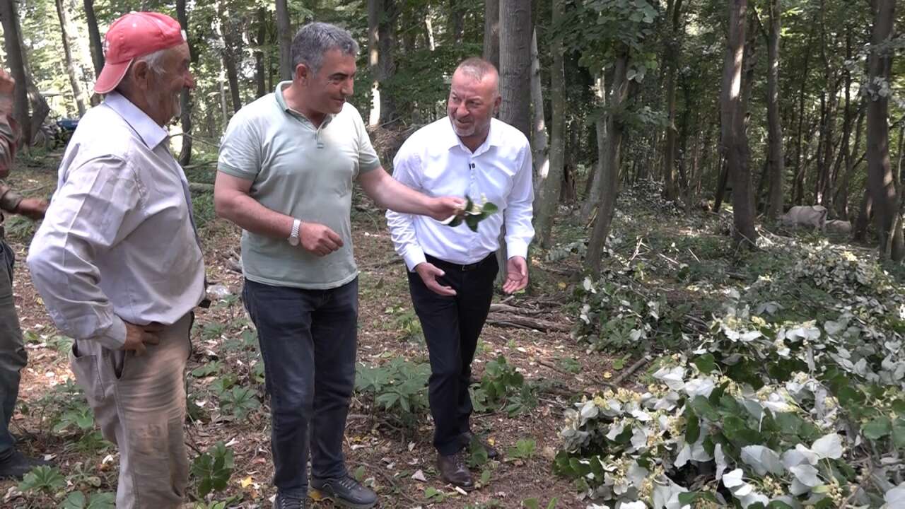 Metrelerce yüksekte hasat başladı, kilosu 3 bin liraya ulaştı 6